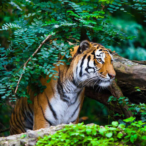 NAINITAL CORBETT TOUR