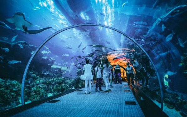 Dubai Mall Aquarium